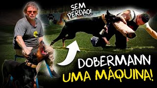 DOBERMANN EM AÇÃO: TREINAMENTO DE PROTEÇÃO AVANÇADO!