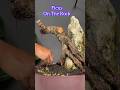 Ficus Tree Bonsai On Rock Very Cool 