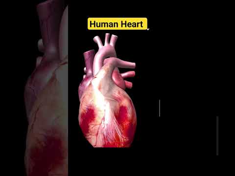 #human_heart #hap_chapter_7 full lecture k liye playlist dekhiye #srpharmacy