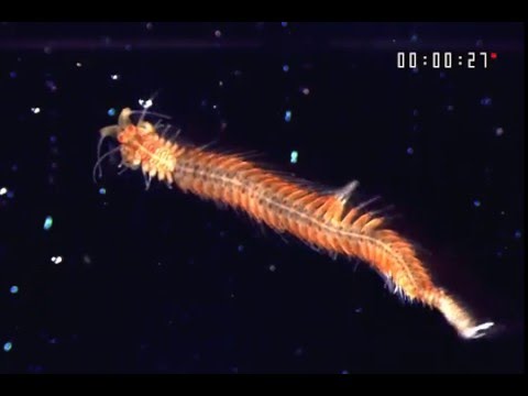 Video: Primerjalna Transkriptomija Pri Syllidae (Annelida) Kaže, Da Sta Posteriorna Regeneracija In Redna Rast Primerljivi, Medtem Ko Je Sprednja Regeneracija Značilen Proces