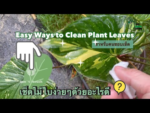 วีดีโอ: น้ำยาทำความสะอาดต้นไม้: สิ่งที่ใช้ทำความสะอาดใบพืชบ้าน