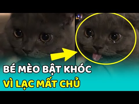 Video: 24 bức ảnh minh chứng rằng những con vật là những thiên thần tinh khiết