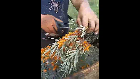 Сбор облепихи