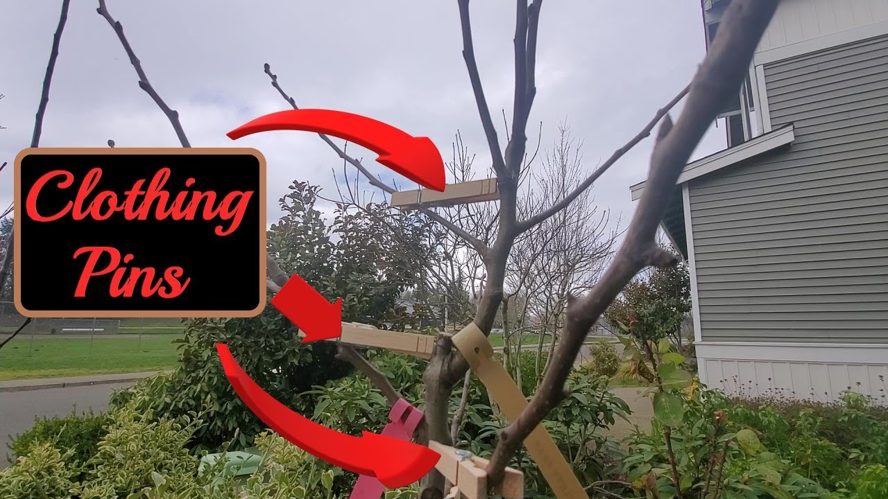 Using Clothing Pins To Train Young Fruit Trees 