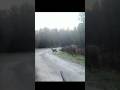 Deer hunting with a single shot #hunting #deer#moose#chasse#