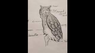 bubo ( owl) @ magical science#yt # trending🔥🔥 shorts