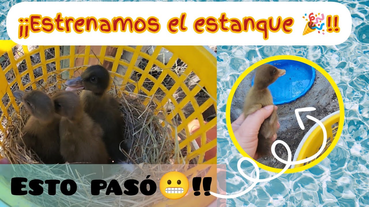 ¡¡Estrenando miniestanque!!...vean lo que pasó 😬 #aventuras #duck #granja #campo 