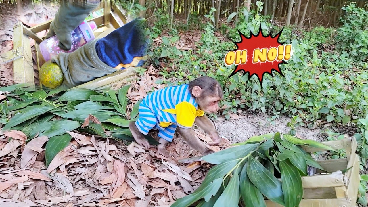 Oh No! SU's Hilarious Picnic Fail When Food Get Stolen During Nap!