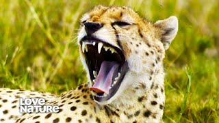 Heart-Stopping Attacks: Lions, Leopards, Cheetahs | Wild24 301