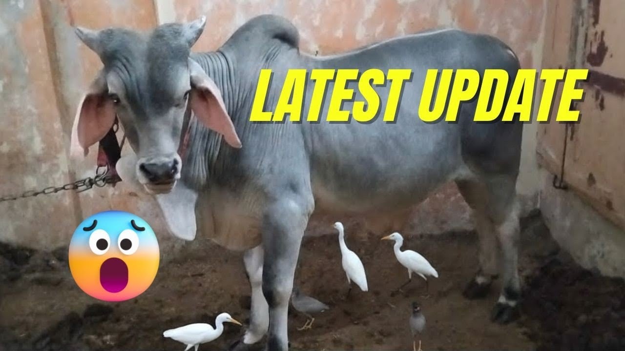Epic Desi Cow 2026 Update! 🐄🔥