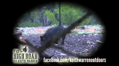 Hog Hunting With A Crossbow - Keith Warren