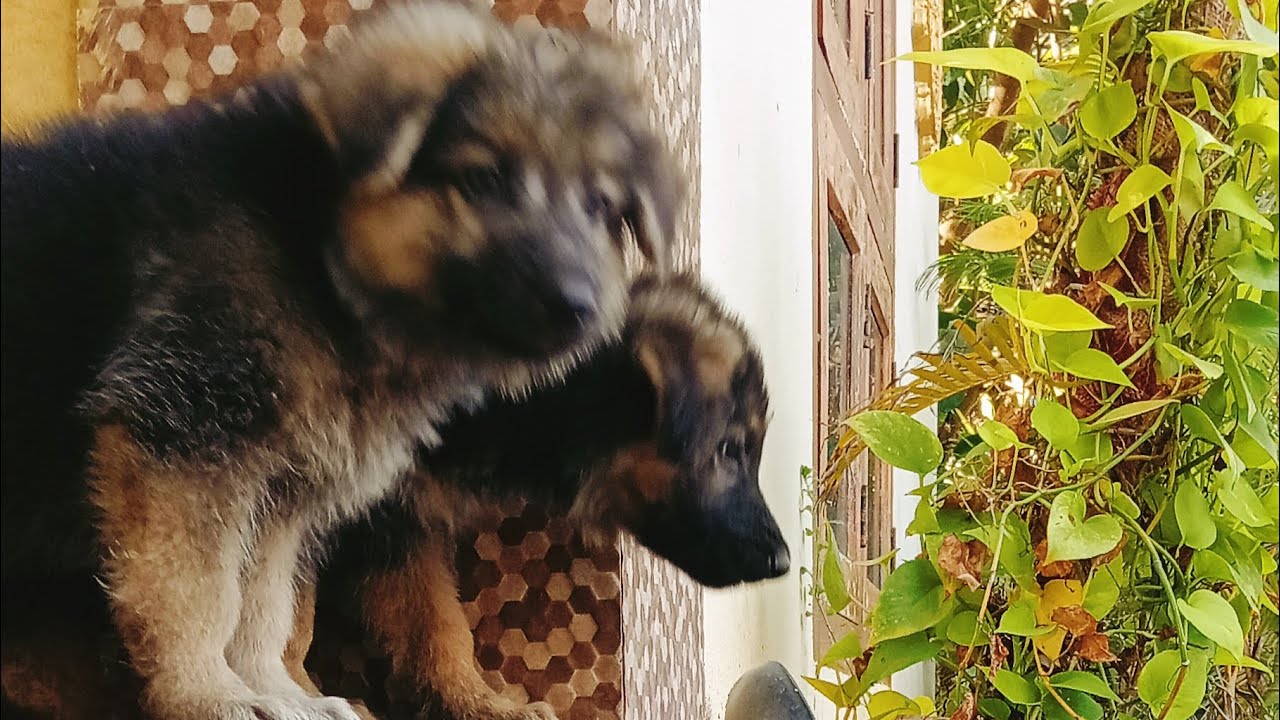 Germanshipard pyppy for Sale 9092762292 YouTube