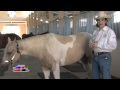 Cuarto de milla TV - American Quarter y paint horses