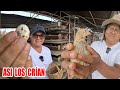 🥚 ASÍ SE PRODUCEN LOS HUEVOS DE CODORNIZ | ¿Los comerías después de ver este video? | Dilo Nomás