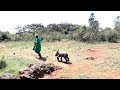 Orphaned Rhino 'Charges' At Patrol Ranger In Rhino Sanctuary