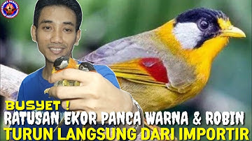 AKHIRNYA YG DI TUNGGU HADIR JUGA ! PANCA WARNA IMPOR & ROBIN BODY BIG. PART 1