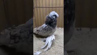 Бухарський голуб #голуби #pigeon #pigeonslovers