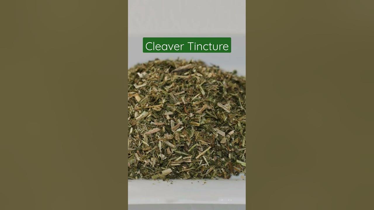 Cleavers Tincture Benefits & Uses YouTube