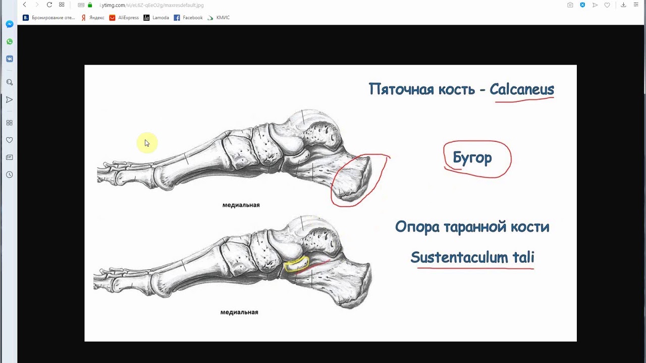 Строение Пяточной Кости Фото