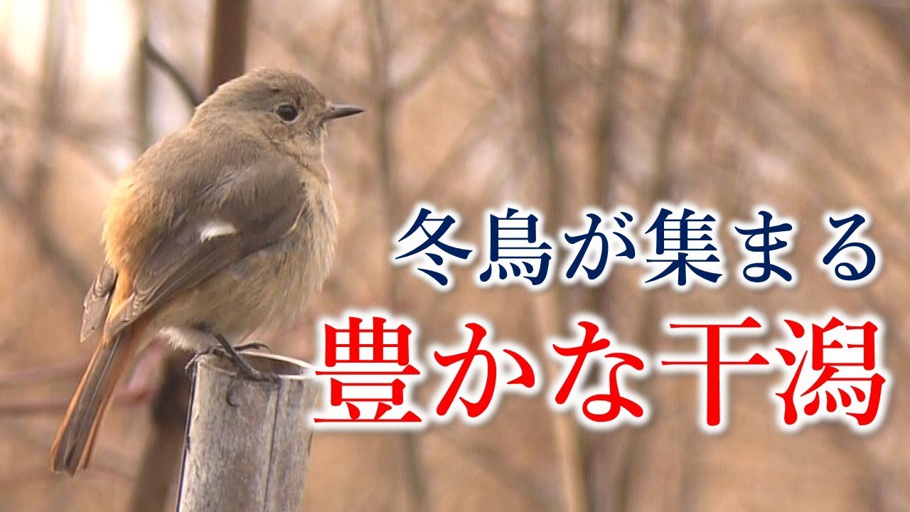 希少種も飛来】竹原市・ハチの干潟／スズメが減少した原因は？ - YouTube