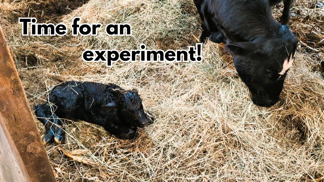 Time for an experiment! - YouTube