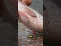 Fish Feel Pain ! The Shocking 30s Truth