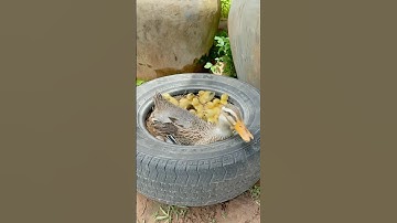 Hatching Ducks in a simple way #duck #nest #ducklings