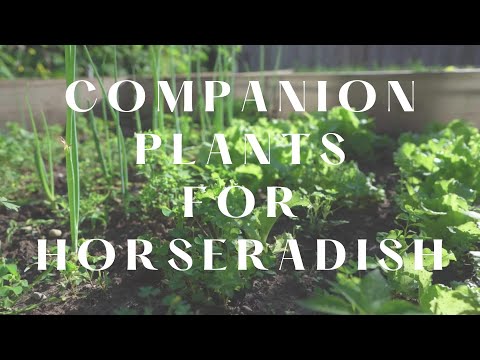 ვიდეო: Companion Plants For Horseradish - Companions For Horseradish In The Garden