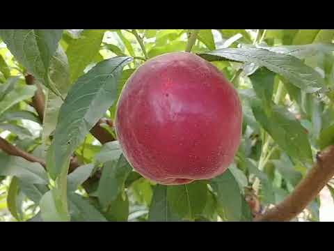 Солодкий персик Шугар Тайм. Peach Sugar Time. - YouTube