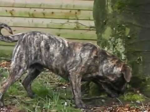 black brindle boerboel