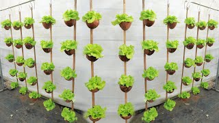 Grow a beautiful vegetable garden at home without a garden - environmentally friendly