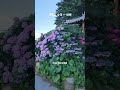 와현유람선사 인근 작은 수국 동산~ #수국 #거제도수국 #와현해수욕장 #와현유람선사 #거제도 #와현 #거제에코투어 #거제자연의벗 #거제도단독투어 #거제생태관광