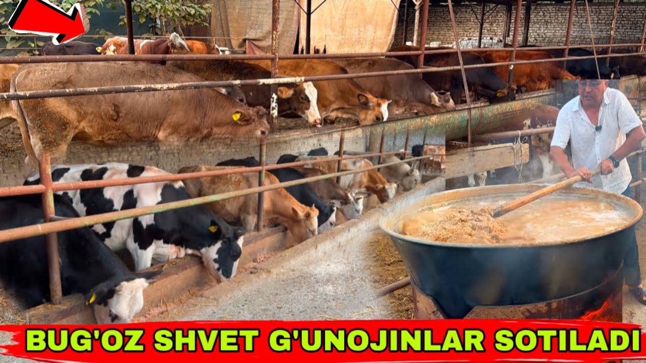 BUG’OZ G’UNOJINLARNI OPTOM JOYI 👍👍👍5 сентября 2025 г.
