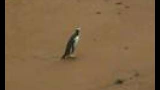 The Endangered Yellow Eyed Penguins of New Zealand