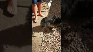 Tasmanian Patterjack