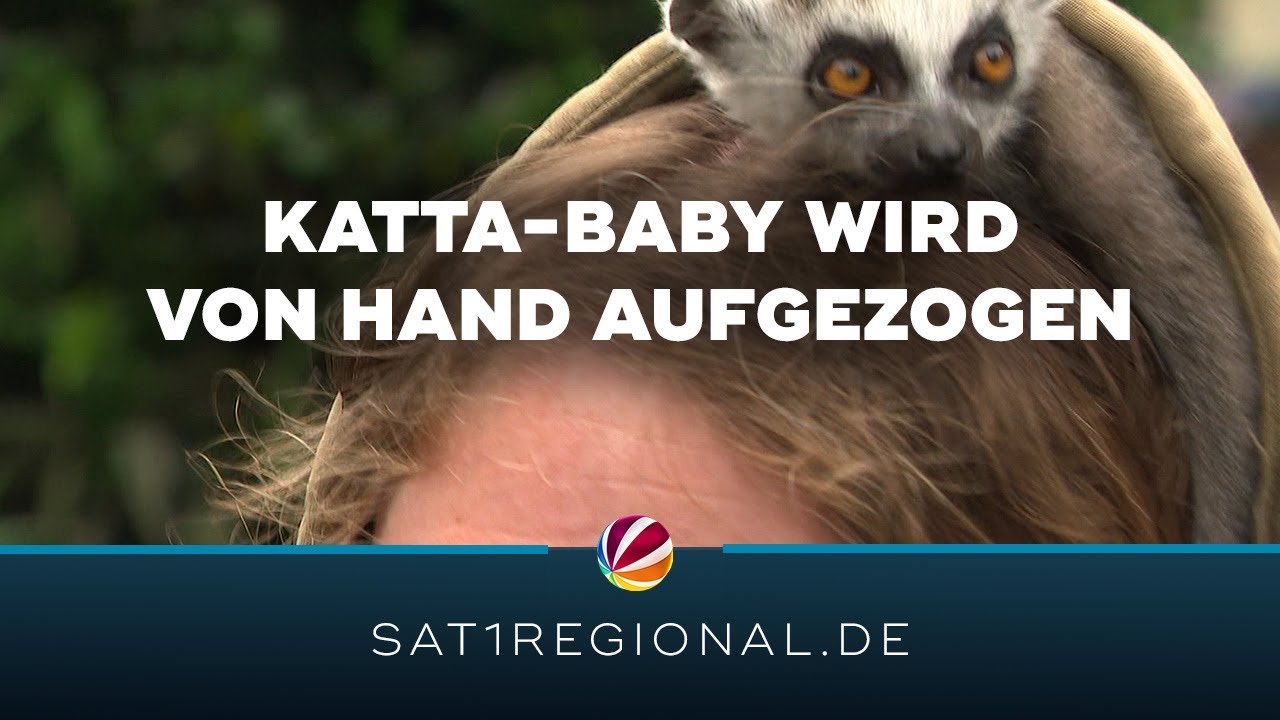 Katta-Baby: Tierpflegerin zieht verstoßenes Jungtier groß