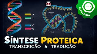 Síntese proteica - Transcrição e Tradução do DNA