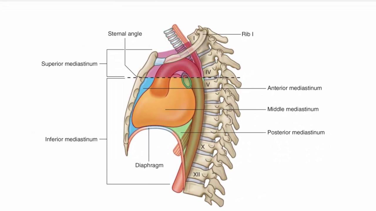 Anterior Mediastinum Anatomy anterior-mediastinum-anatomy