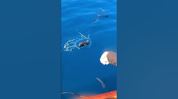 Hand feeding a shark - so cool! 🤯 #mako #shark #kayak #bluewater #viral