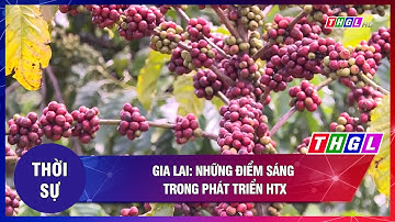 Gia Lai: Những điểm sáng trong phát triển HTX