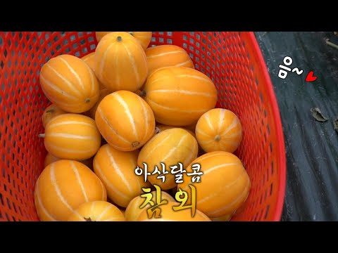 정성 담아 키운 제철 ‘성주 <strong>참외</strong>’