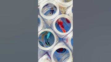 Cá Betta Haflmoon | Betta Đuôi Dài | Betta Đẹp #ChangTienCa