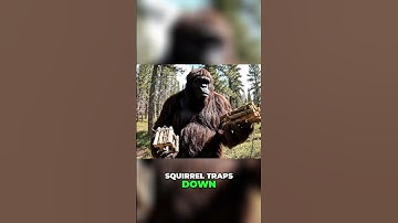 Squirrel Trap: Building & Catching Squirrels For Food