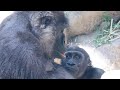 兄に宝物をプレゼントするも、再び捨てられる悲劇⭐️ゴリラ Gorilla【京都市動物園】Kintaro presented a toy to Gentaro, but he threw it away