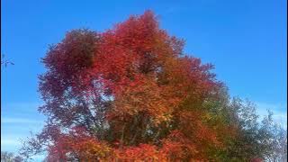 Kichenna Laa track | Kichen hi Jaa in Um hen