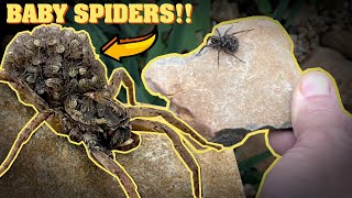 Moving a wolf spider with 50+ babies! by The Bite Sized Garden 1,551 views 3 years ago 1 minute, 26 seconds