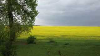 Rapeseed Fileds in Ukraine / Поля Рапса