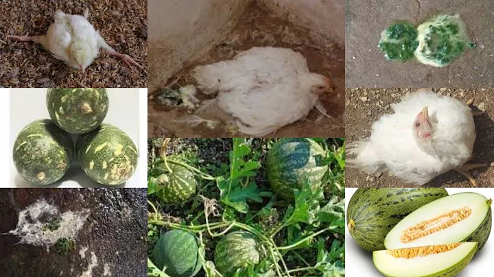How to use Christmas melon extract to control viral poultry diseases. remedy for Newcastle, gumboro.
