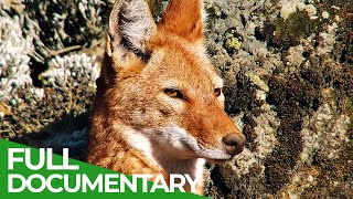 Megeti  Ethiopia's Lost Wolf | Free Documentary Nature