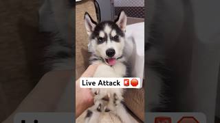 Aggressive husky puppy Attack  #shorts #gulabisadi